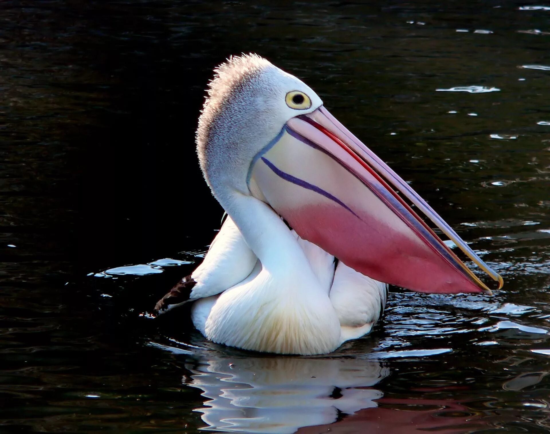 Рыбы птицы высоко. Пеликан водоплавающая птица. Пеликан мешконос птица. Чилийский Пеликан. Клюв пеликана.