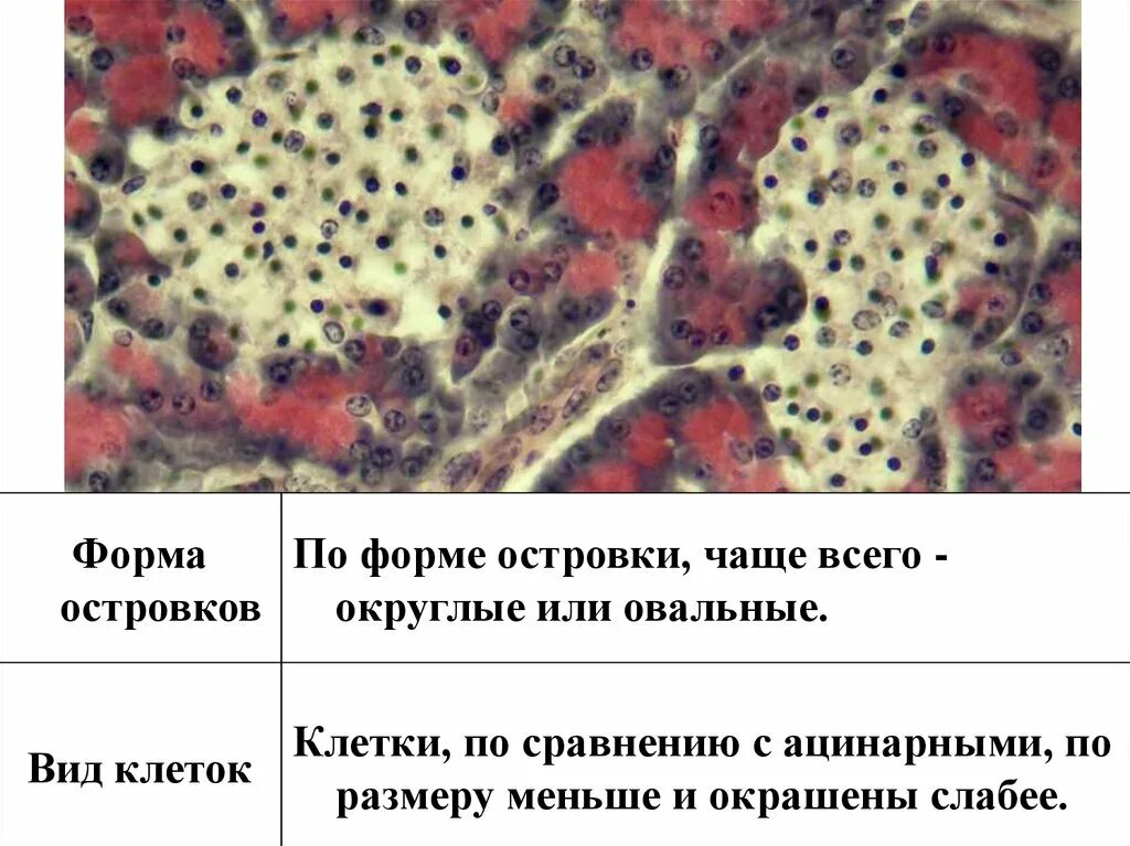 Какие клетки в печени