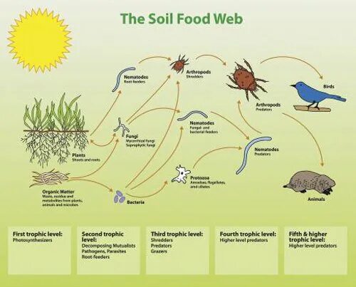 Пищевая цепь с личинкой поденки. Soil food web. Пищевая цепь домашней черепахи. The Theory of creativity | Duncan Wardle - смысл идеи. Food web for a Forest environment.