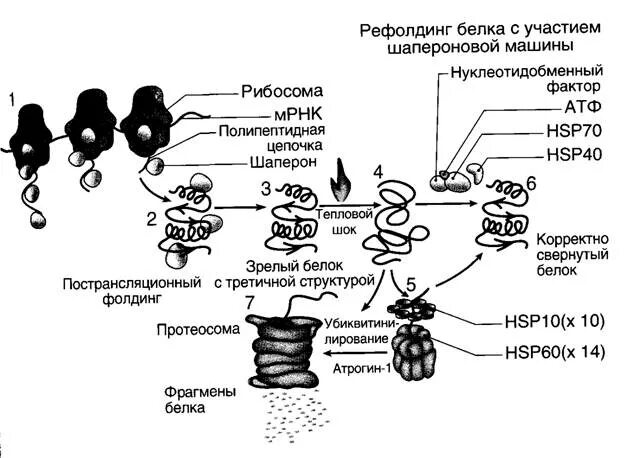 Белки стресса. Шапероны биохимия строение. Функции белков шаперонов. Белки шапероны биохимия. Механизмы регуляции фолдинга..