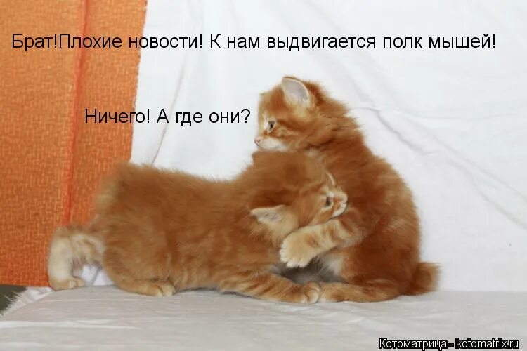 Всё хорошо стихи. Не плачь моя осень испачкаешь платье. Ага демотиватор. Смешно и грустно картинки. Не плачь юмор.