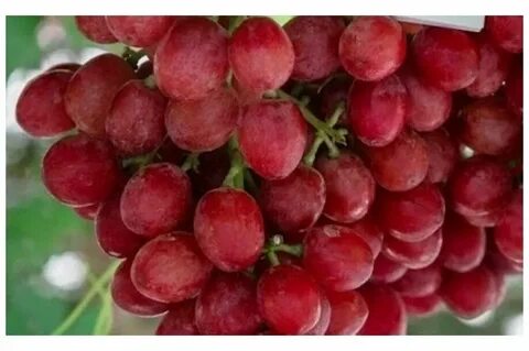 Кишмиш щелкунчик