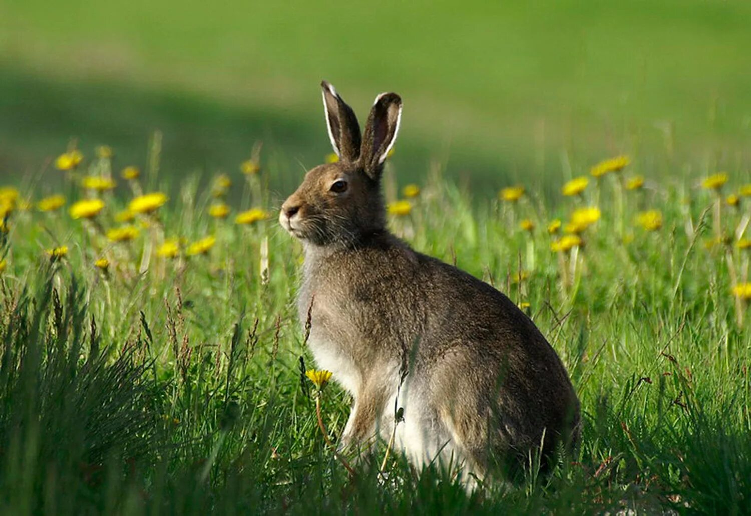 Зайцы бегали в лесу. Заяц Русак (Lepus europaeus). Заяц-Беляк – Lepus timidus Linnaeus, 1758. Заяц Беляк летом. Заяц Русак летом.