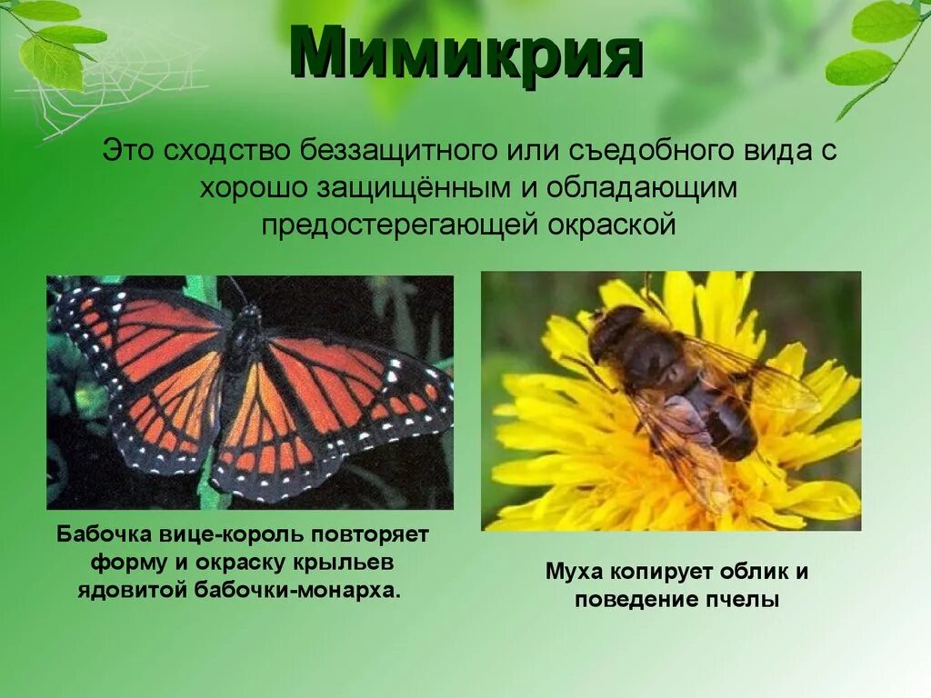 Маскировка примеры адаптации. Адаптации организмов Мимикрия. Адаптации организмов покровительственная Мимикрия. Мимикрия характеристика. Мимикрия примеры адаптации.