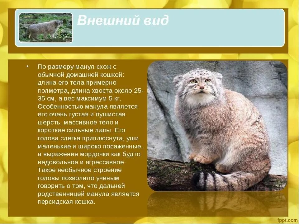 Кот манул сообщение. Кот манул вес. кот из красной книги. манул описание. манул рост и вес.