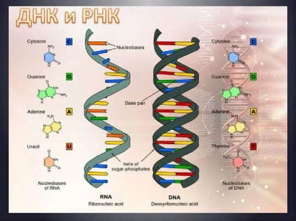 Одно из составляющих днк. Схема РНК И ДНК биология. Биология ДНК схема. ДНК человека схема. Модель ДНК.