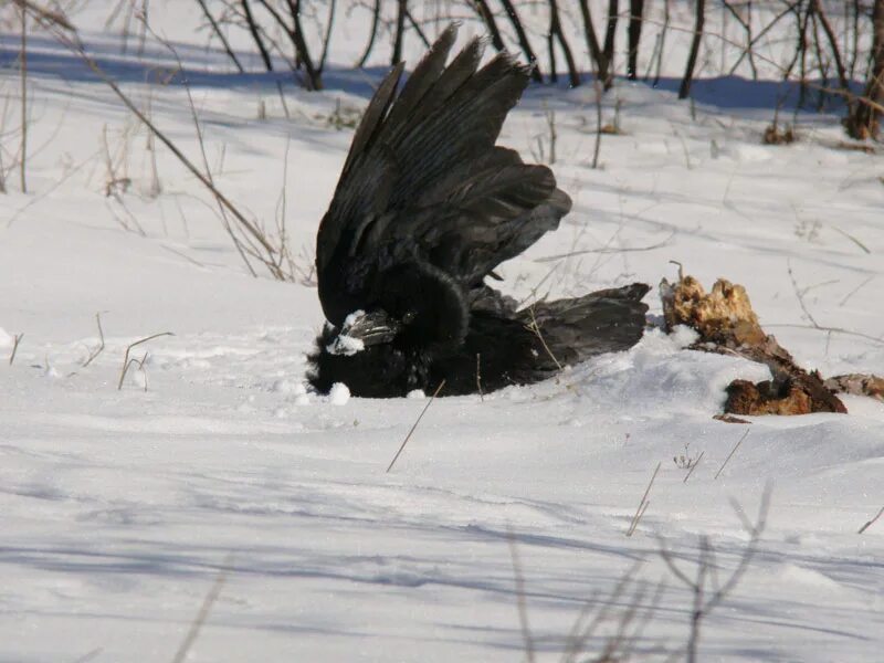 Где зимой вороны. Ворона на сугробе. Ворона на снегу.