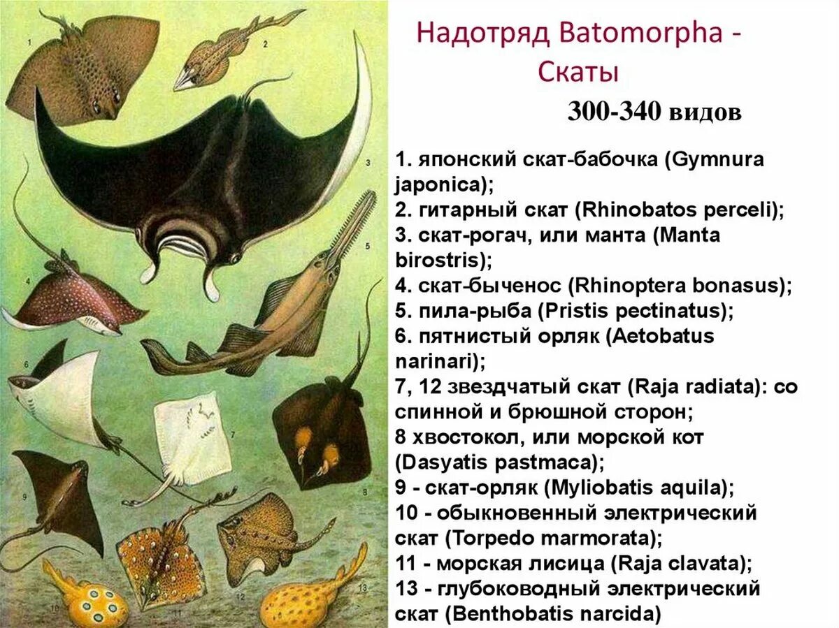 представители скатов