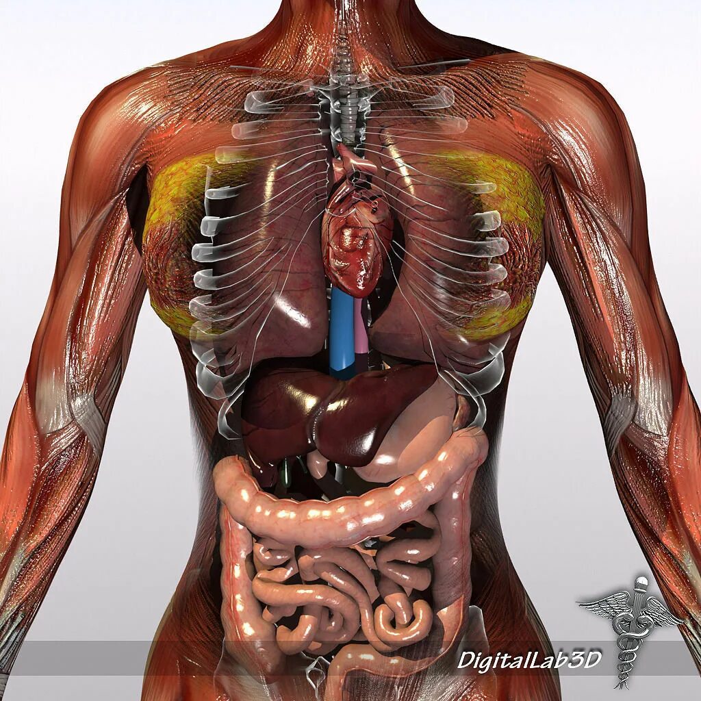 Внутренние органы фото. Анатомия человека внутренние органы 3д атлас. Внутренние женские органы анатомия. Тело женщины анатомия.