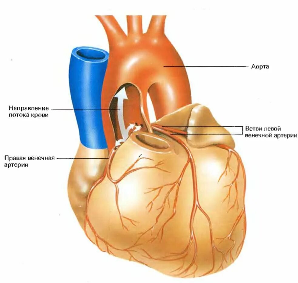 Венечный синус сердца анатомия. Коронарные и венечные артерии. Венечные вены анатомия. Строение сердца анатомия коронарные сосуды. Сердечные артерии и вены