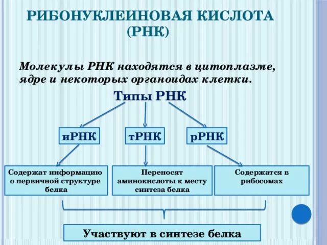 Органоиды содержащие рнк. Рнк содержится в. где содержится рнк.