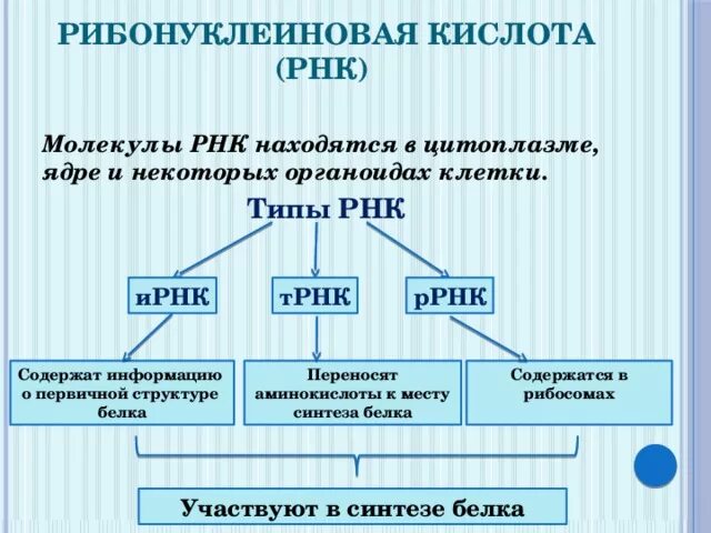 РНК содержится в. Где содержится РНК.