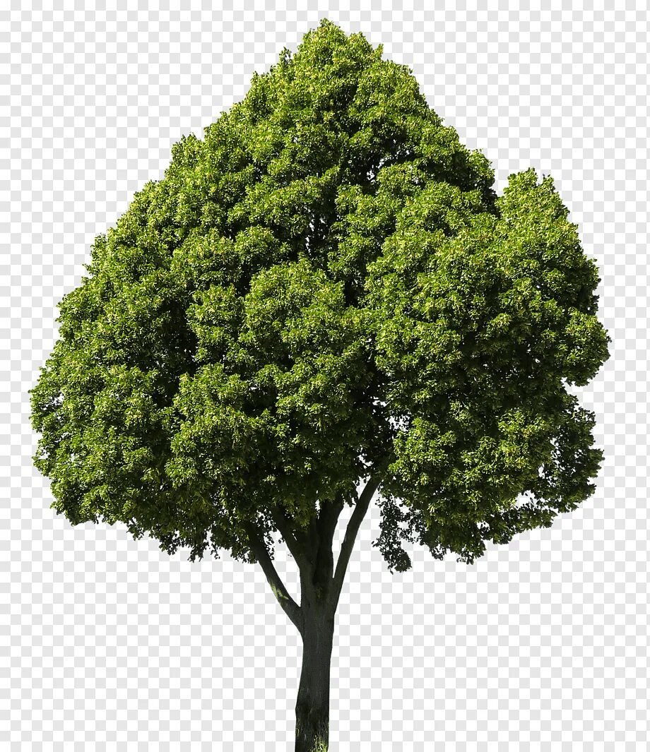 Дерево пнг. Дерево зеленое. Дерево без фона. Дереро. Большое зеленое дерево.