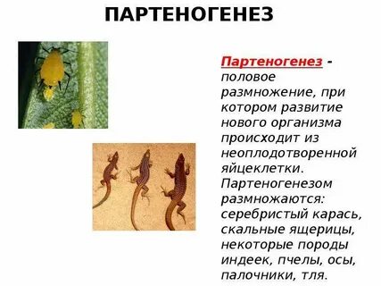 Жизнь на земле существует благодаря размножению организмов