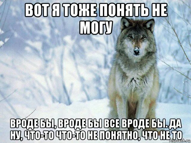 Видите ничего не происходит. Волк Мем. Мемы с волками. Волчьи мемы лучшие. Мемы про Волков.