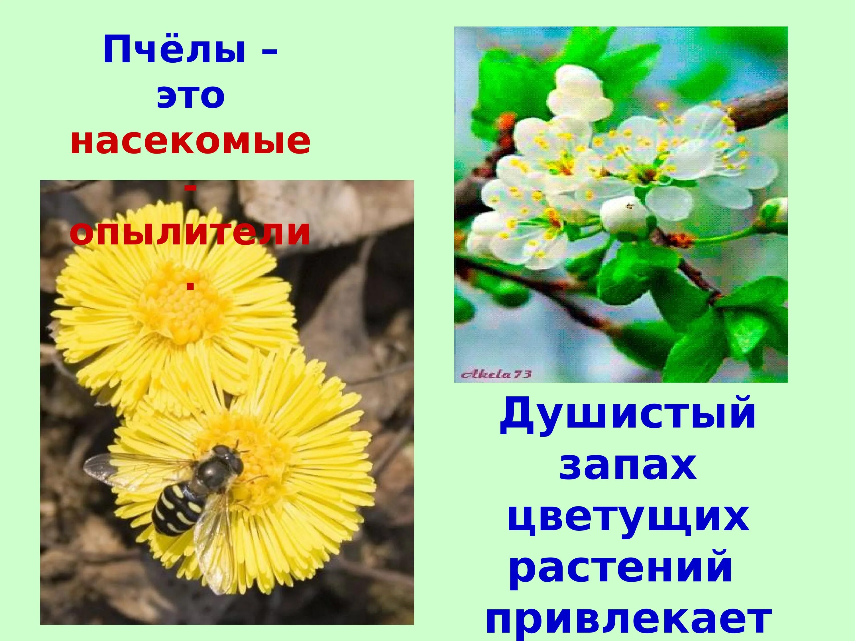 Весенние изменения. Изменения в природе весной. Летние изменения в природе.