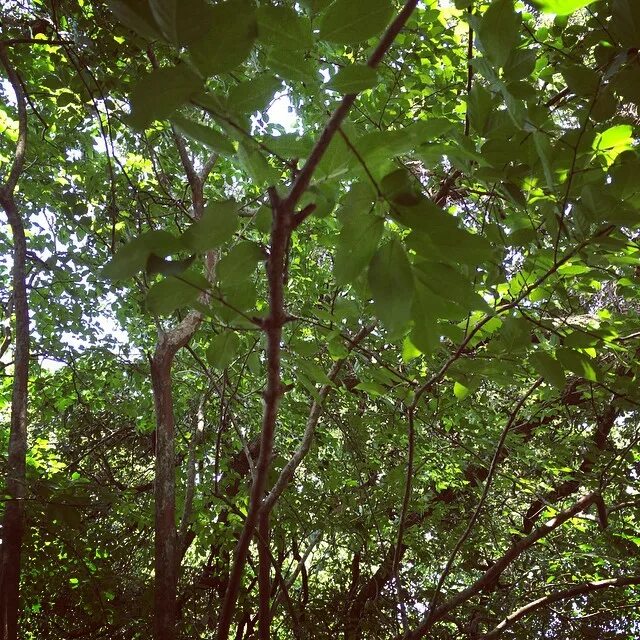 Sams tree. Sams tree
