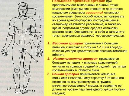 Точки остановки кровотечения пальцевым прижатием