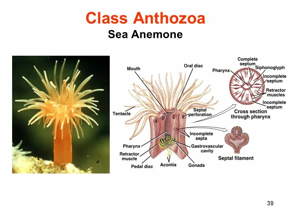 Коралловые полипы актинии строение. Полип книдарии строение. Класс коралловые полипы (Anthozoa). Схема строения актинии.