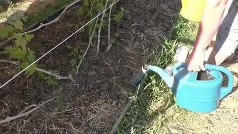 Золу под виноград