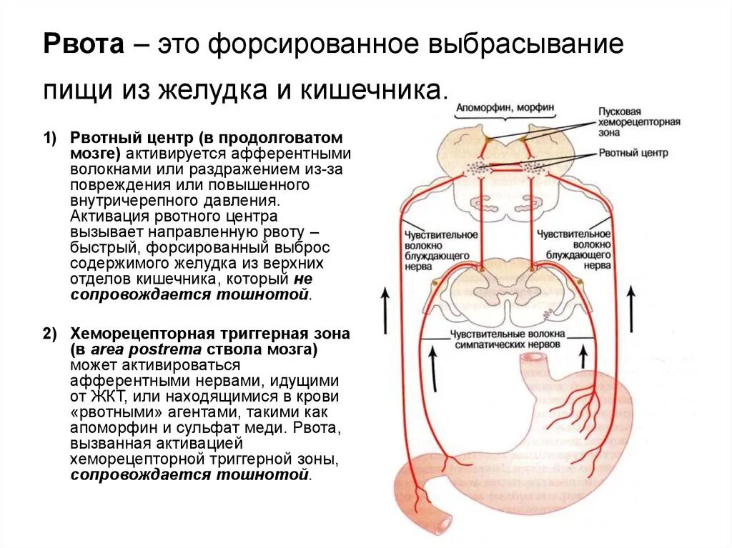 Рвотный рефлекс физиология. Схема рвотного рефлекса. Механизм рвоты. Физиологические механизмы рвоты.