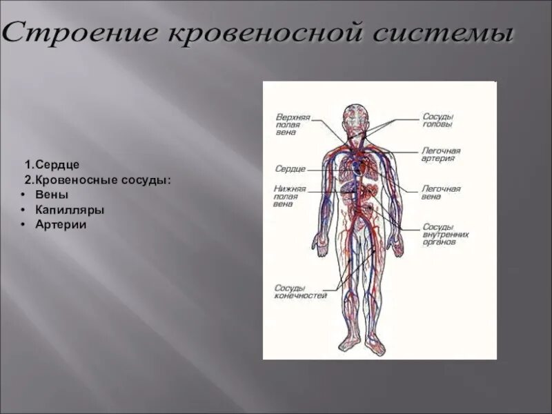 Кровеносная система человека доставляет лекарственные впр. Схема строения кровеносной системы человека биология 8 класс. Кровеносная система человека анатомия 8 класс. Строение кровеносной системы человека 8 класс биология. Строение кровяной системы человека.