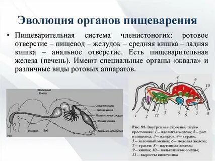 Членистоногие пищеварительная система