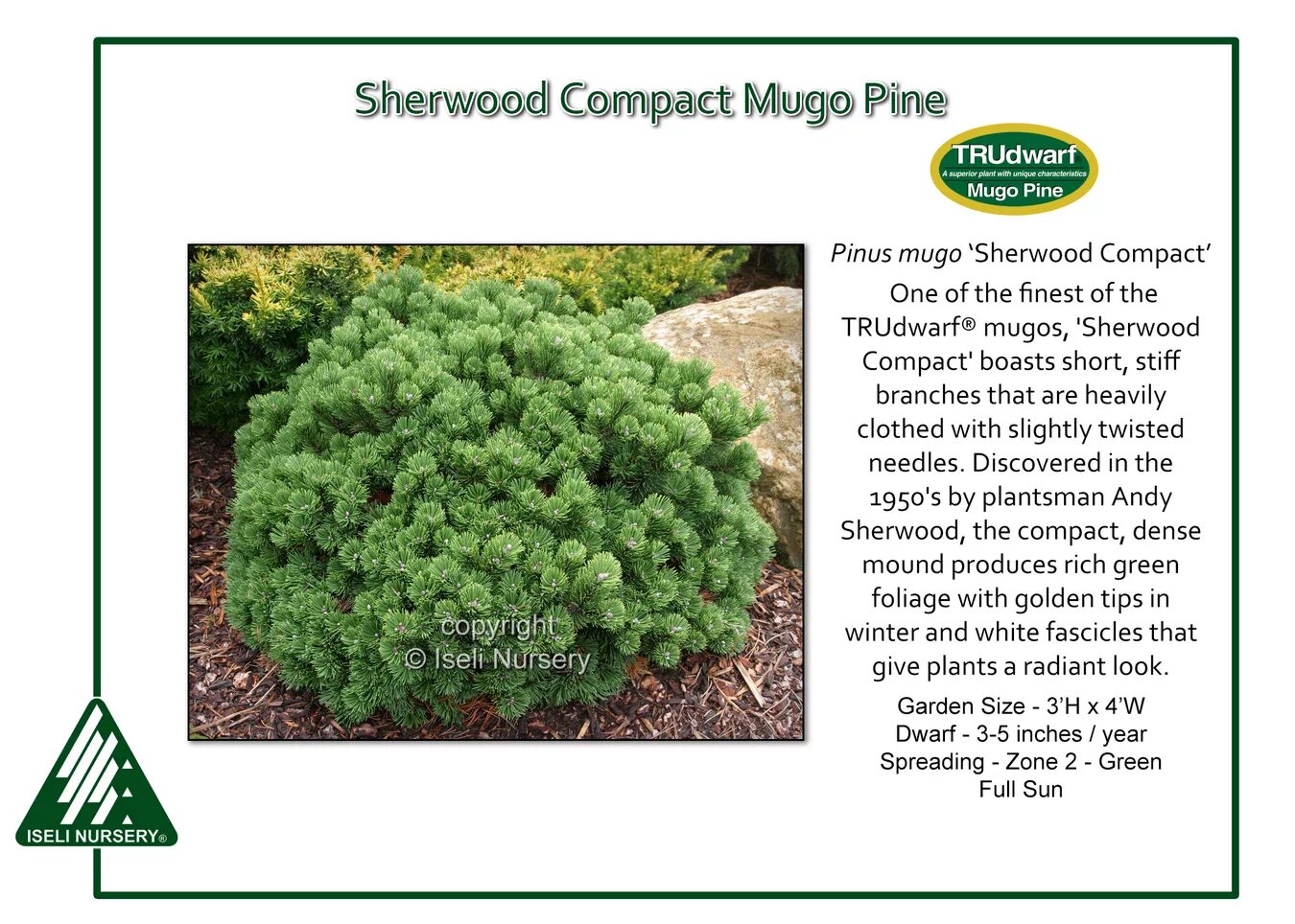 Сосна Горная Sherwood Compact. Сосна Горная Шервуд компакт описание. Сосна Pinus mugo Sherwood Compact. Сосна Горная Шервуд компакт на штамбе.