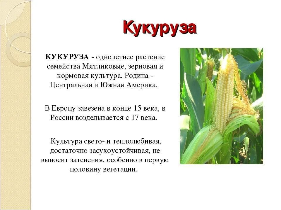 Кукуруза относится к группе. Кукуруза описание. Описание культурного растения. Кукуруза культурное растение. Интересный рассказ о культурном растении.