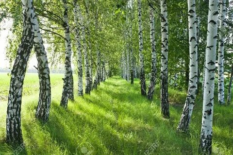 Березовая роща солнечногорский