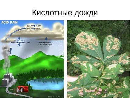 Как выглядит кислотный дождь