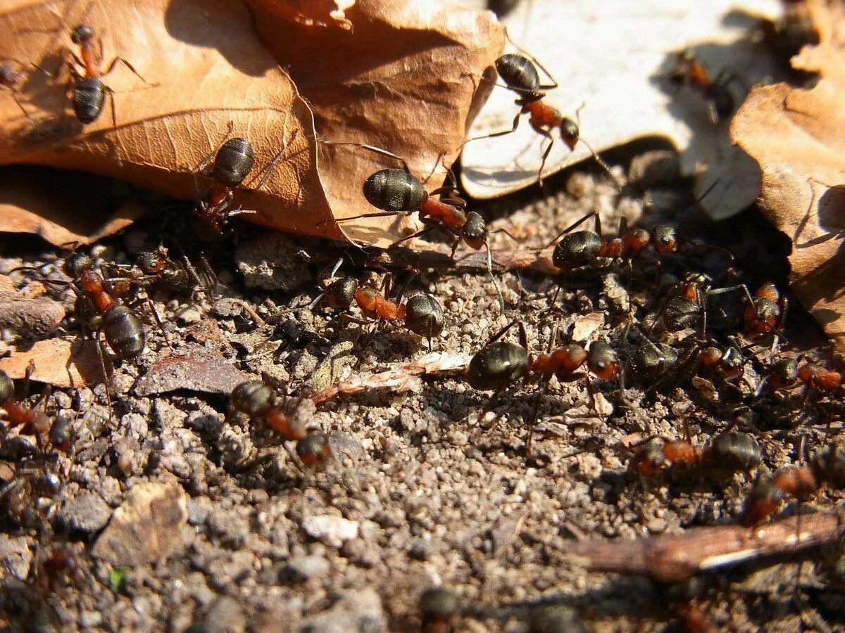 В небольшом муравейнике который. Насекомые муравей Муравейник. Насекомые в почве. Насекомые осенью. Муравейник насекомых в лесу.