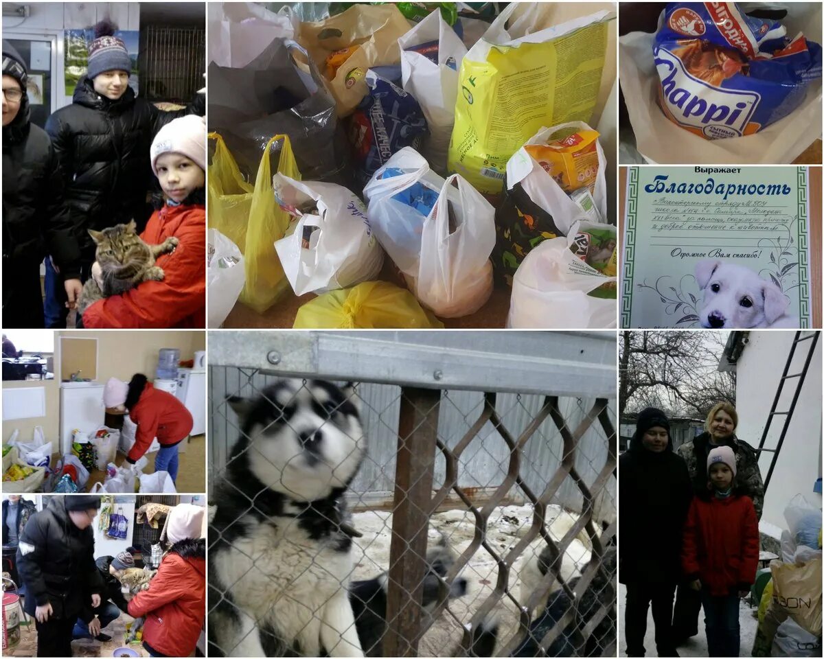 Волонтерские группы помощи животным. Волонтеры и животные. Волонтёры бездомных животных. Волонтеры в приюте. Волонтеры помогают животным.