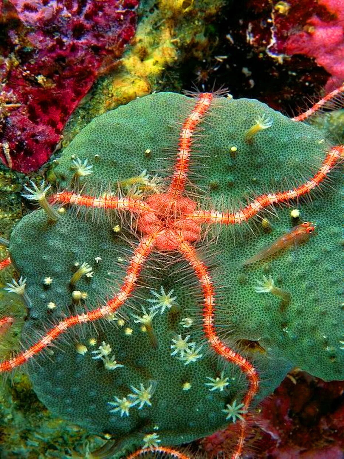 Красный морской обитатель. Солястер морская звезда. Морская звезда гониактиниды. Терновый венец морская звезда. Морская звезда Египет офиура.