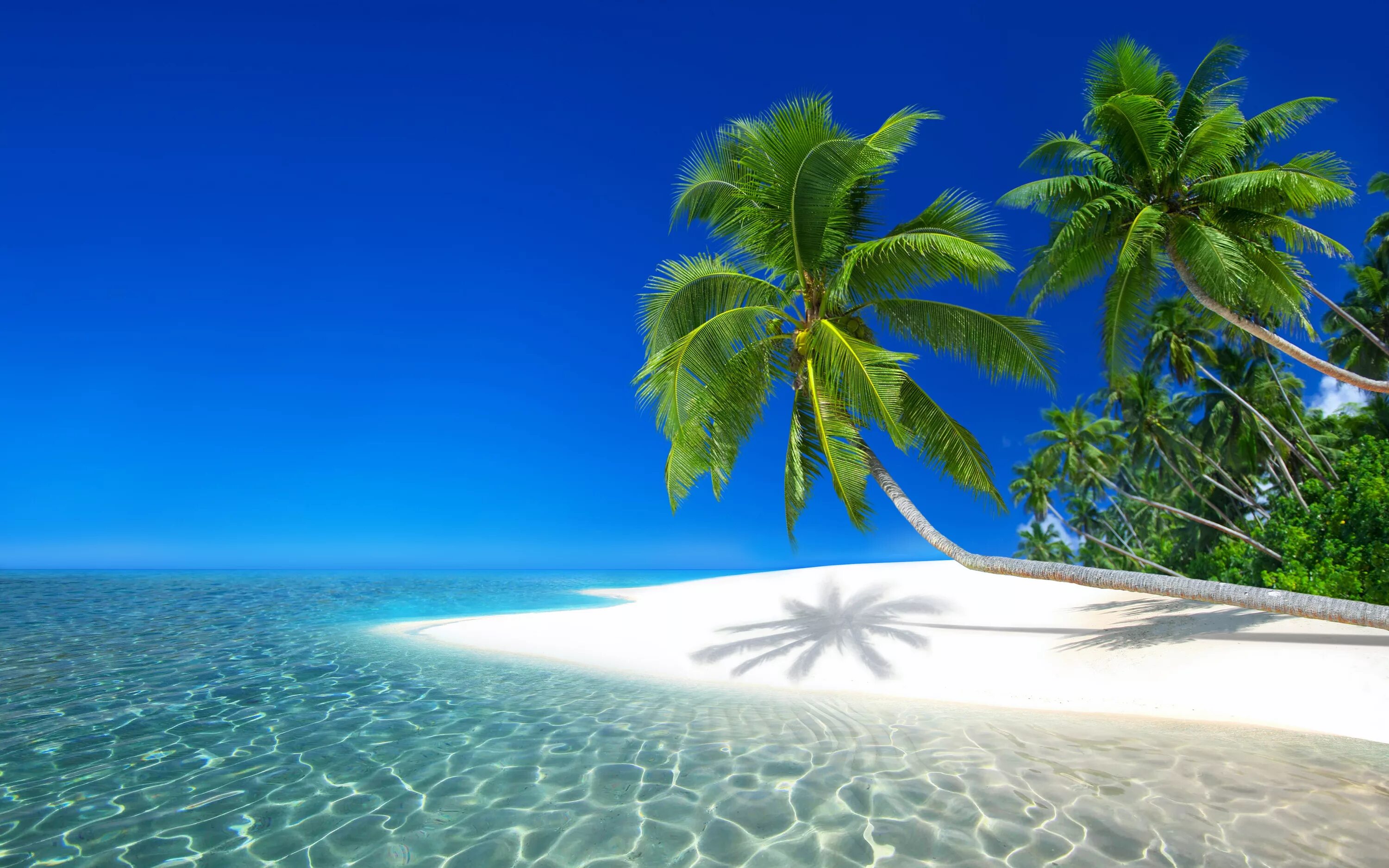 Остров обои айфон. Парадиз остров Карибского моря. Море пляж. Море пляж пальмы. Пляж с пальмами.