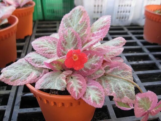 Эписция цветок комнатный уход фото How to Grow Episcia in 2023 Violet plant, Plants, Plant hardiness zone