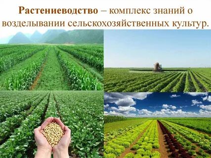 Полеводство занимается возделыванием