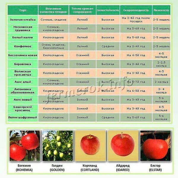 Лучшие сорта яблонь для Подмосковья таблица. Таблица сроков созревания сортов яблок. Таблица урожайности сортов томата. Яблоня сорта сравнительная таблица. Дегустационная оценка яблонь