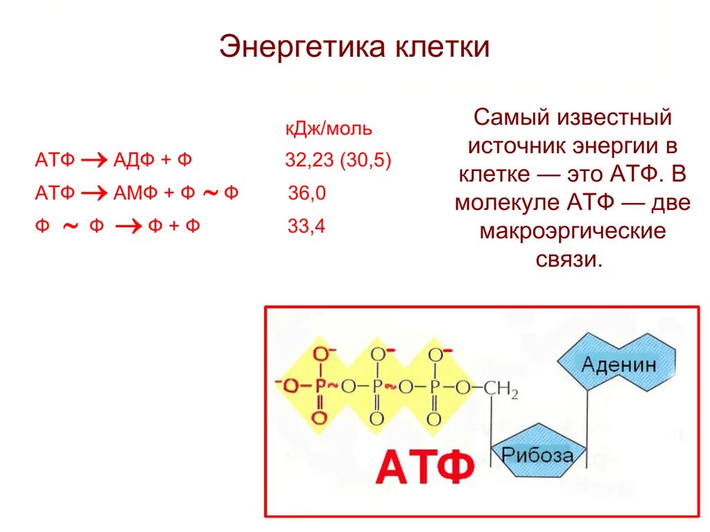Энергетика клетки. Энергетика клетки. Атф картинка. Энергетика клетки. Энергетика клетки.