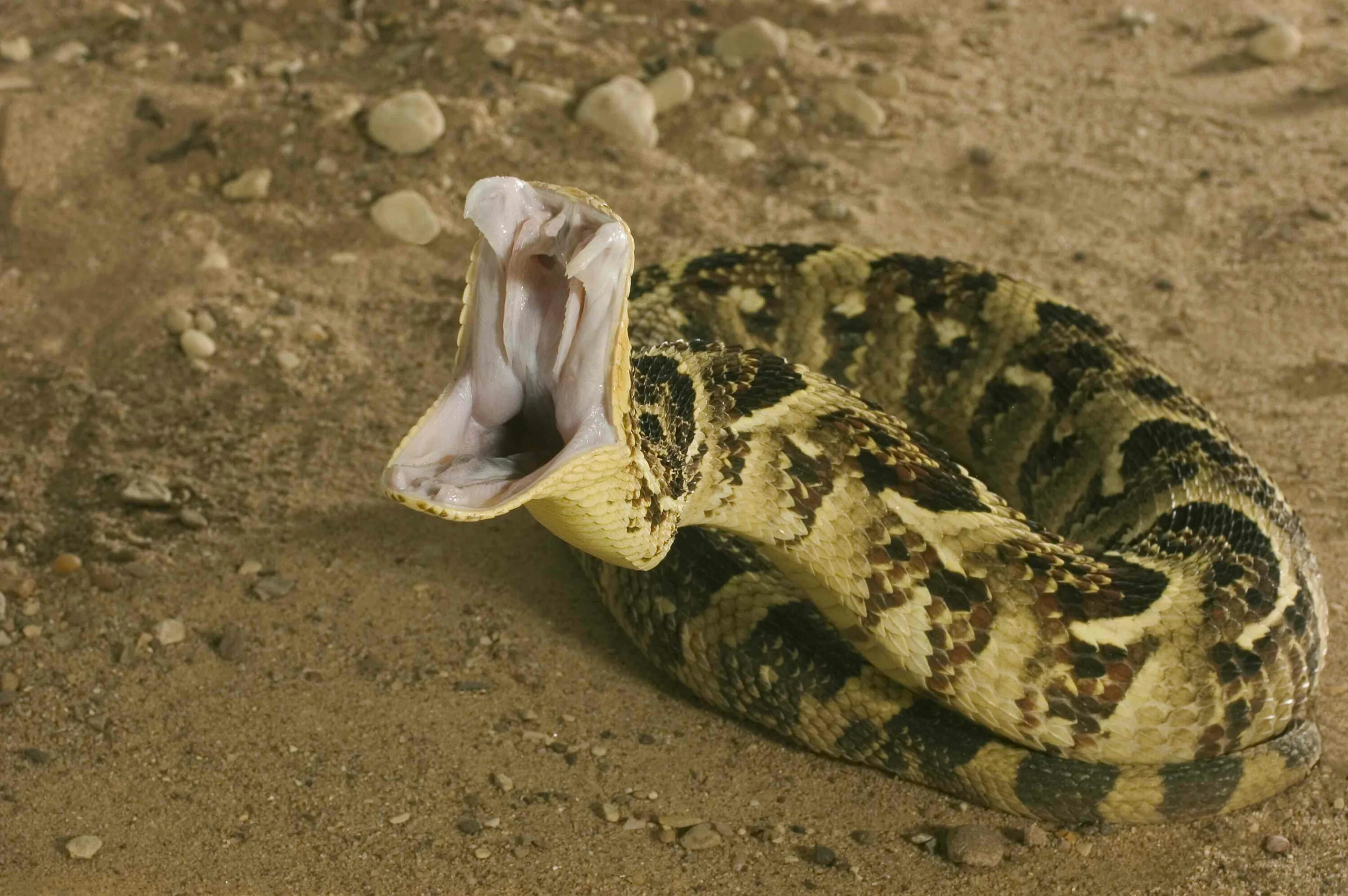 Люди боящиеся змей. Puff Adder змея.