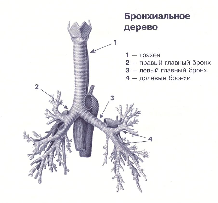 Бронхи строение бронхиальное дерево. Трахея и бронхи строение анатомия. Трахея и бронхи строение бронхиального дерева. Строение бронхиального дерева анатомия.