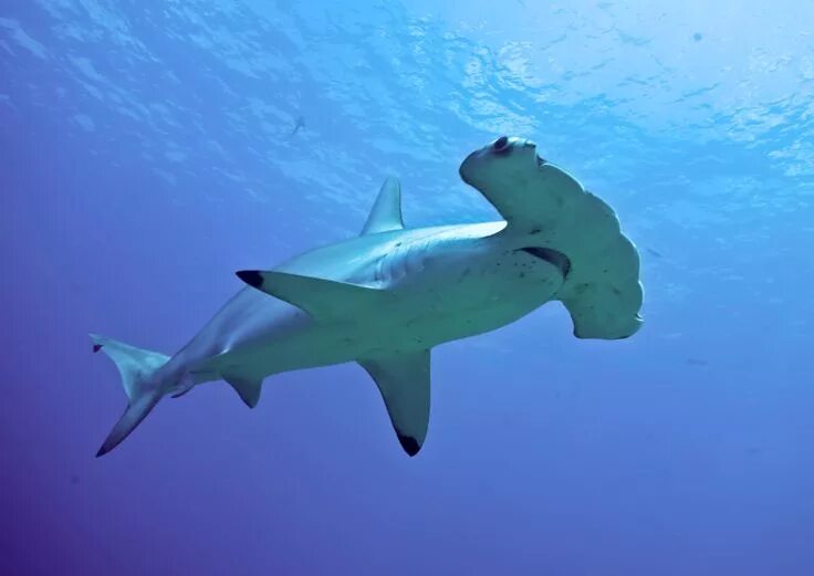 Hammerhead Shark Creatures of the World Wikia Fandom Hammerhead shark, Shark pho