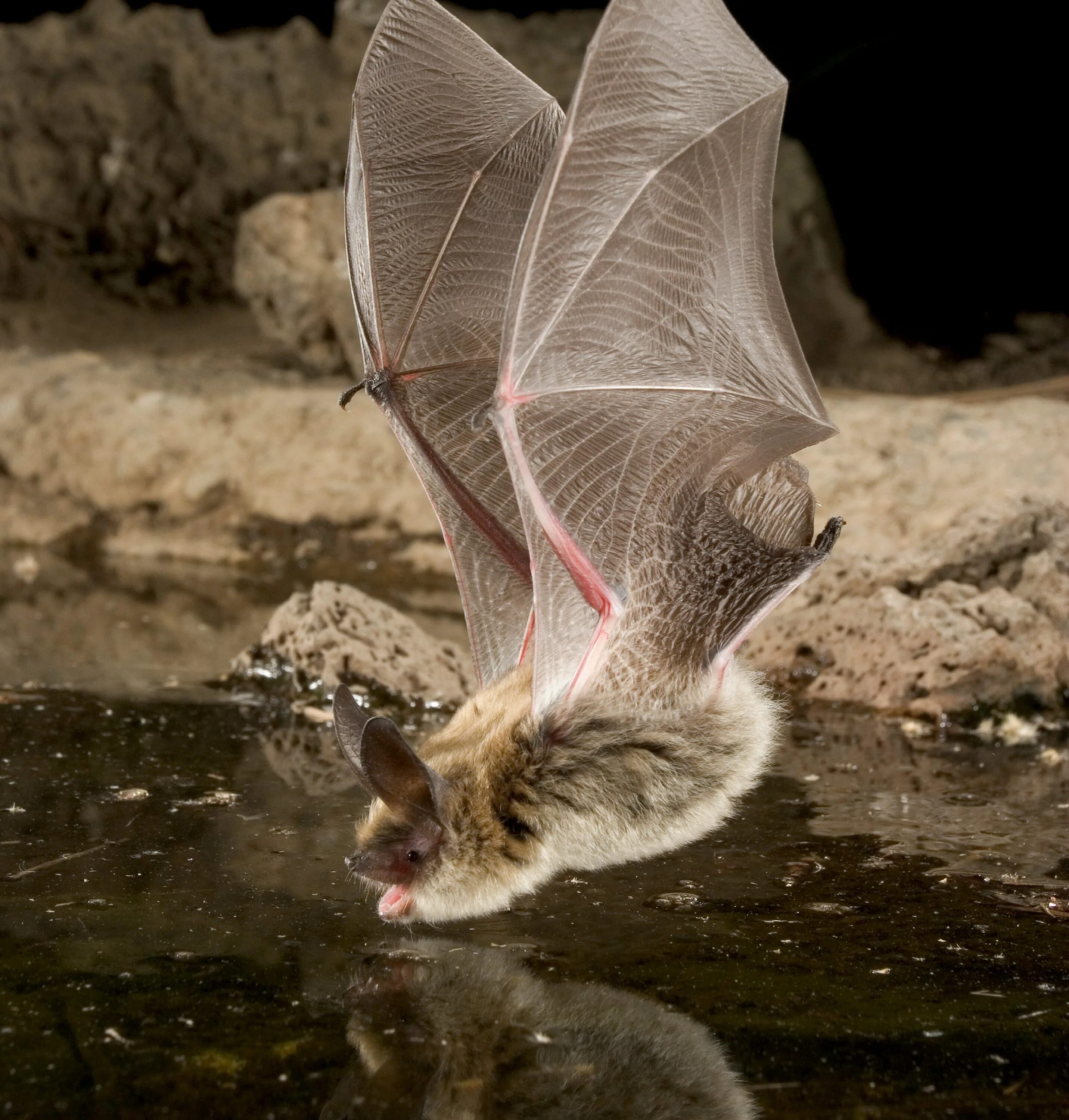 Группы летающих животных. Myotis evotis. Летучая мышь. Летающая мышь. Летучая мышь красивая.