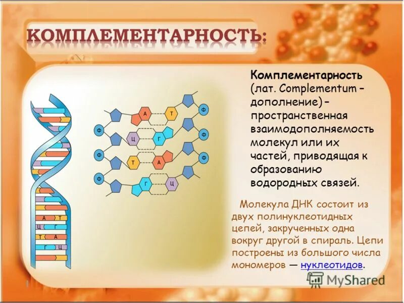 Комплементарные соединения в ДНК. Комплементарные нуклеотиды ДНК. Комплементарность данк. Комплементарность нуклеотидов ДНК.