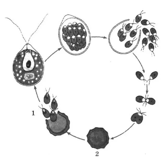 Цикл размножения хламидомонады. Жизненный цикл хламидомонады ЕГЭ. Цикл развития хламидомонады без подписей. Цикл развития хламидомонады ЕГЭ.