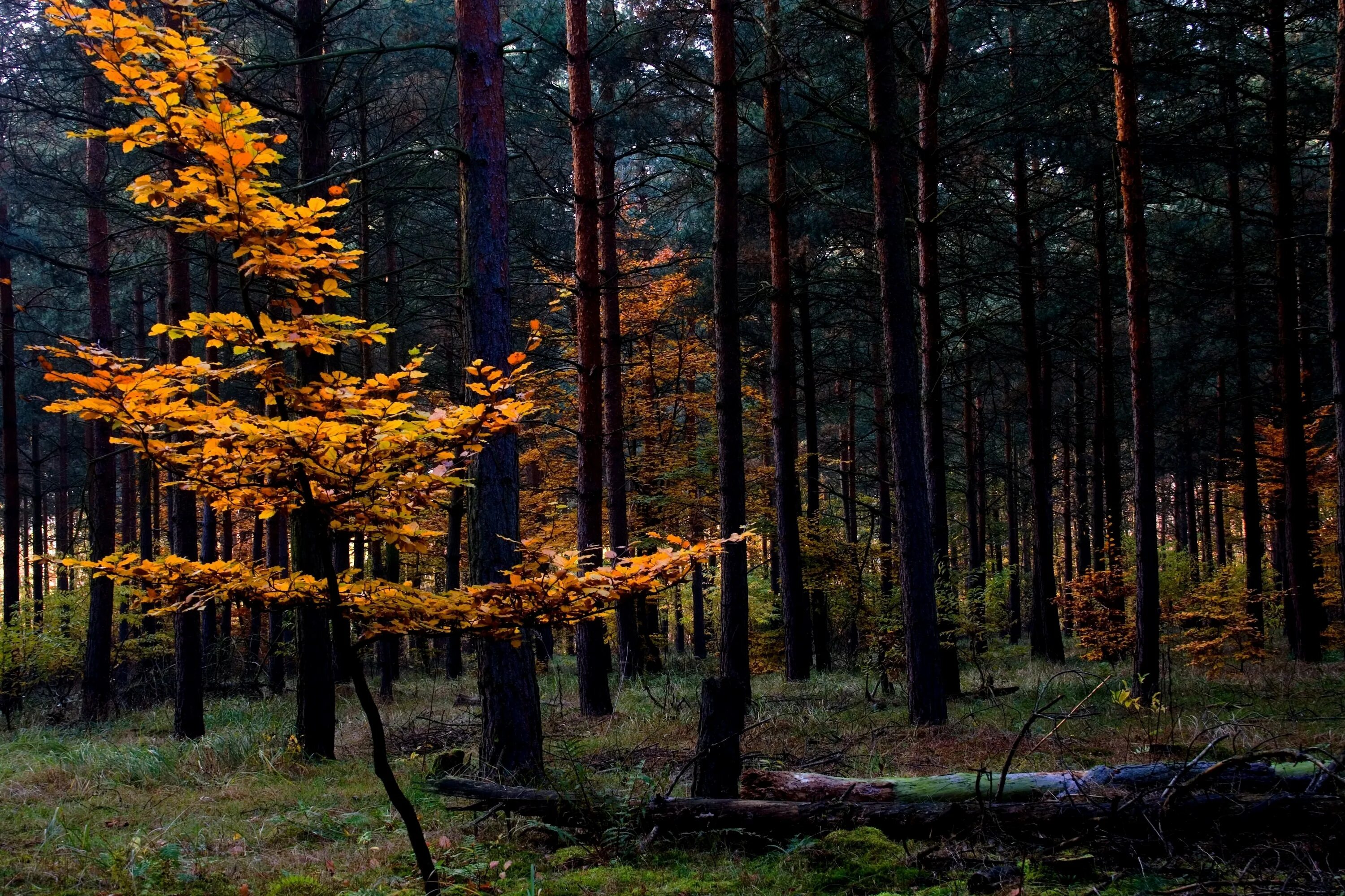 В потемках ельника серебрятся осины