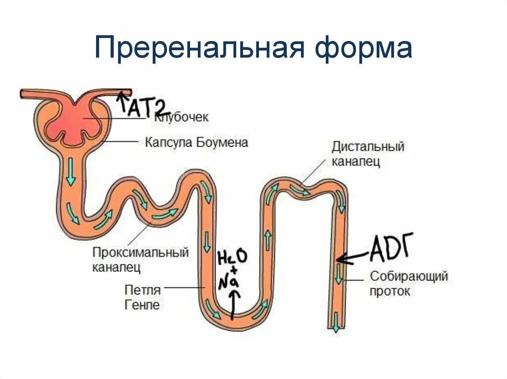 Схема нефрона. Нефрон иллюстрация. Нефрон ЕГЭ. Нефрон рисунок. Нефрон капсула боумена