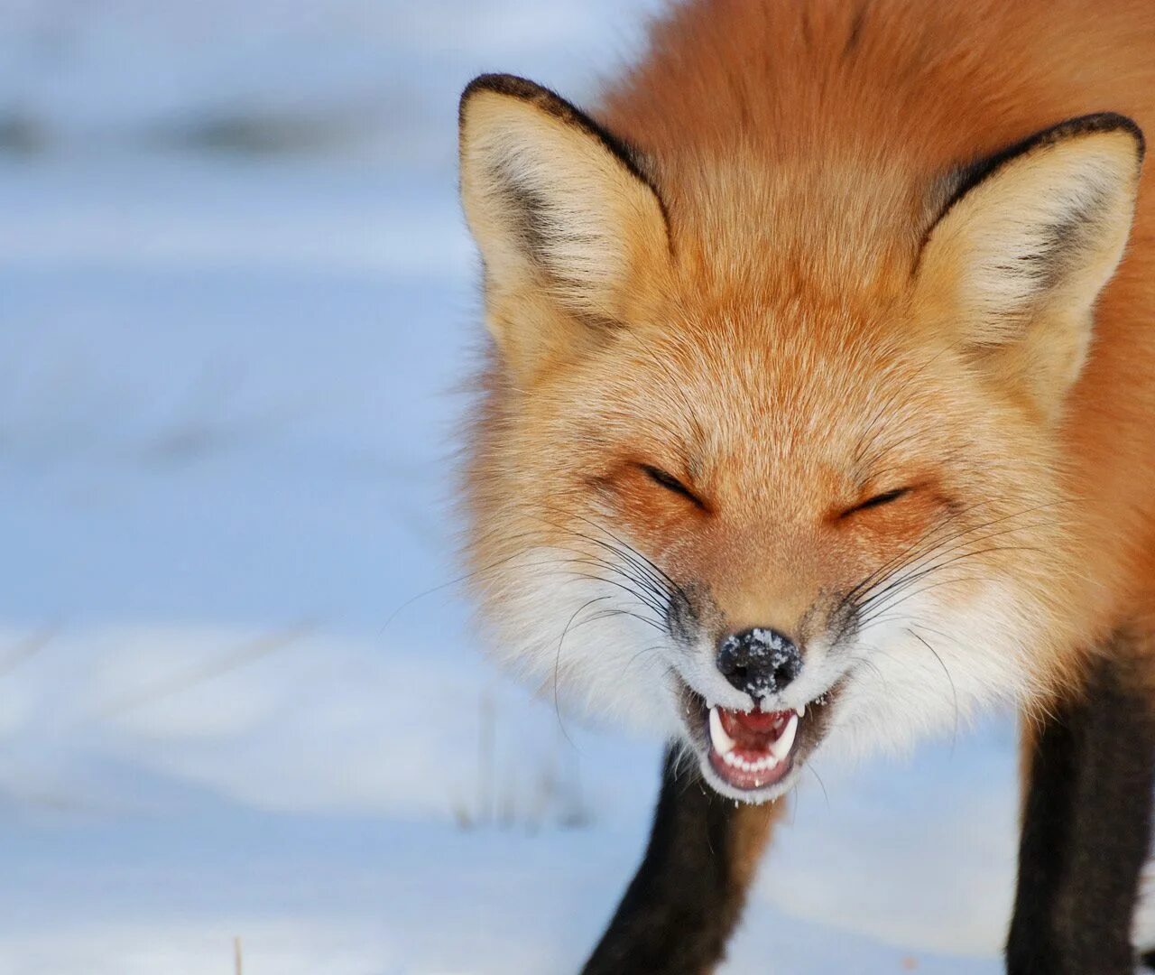 Голодная лиса. Хитрая лиса. Оскал лисы. Лисичка смеется. Лисица смеется.