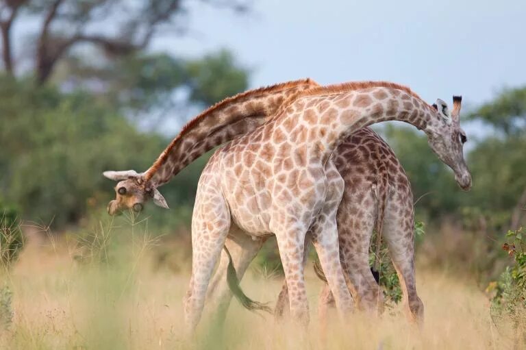 Какой тип развития характерен для сетчатого жирафа. Всемирный день жирафа. Предок жирафа. День Жирафов. День жирафа 21 июня.