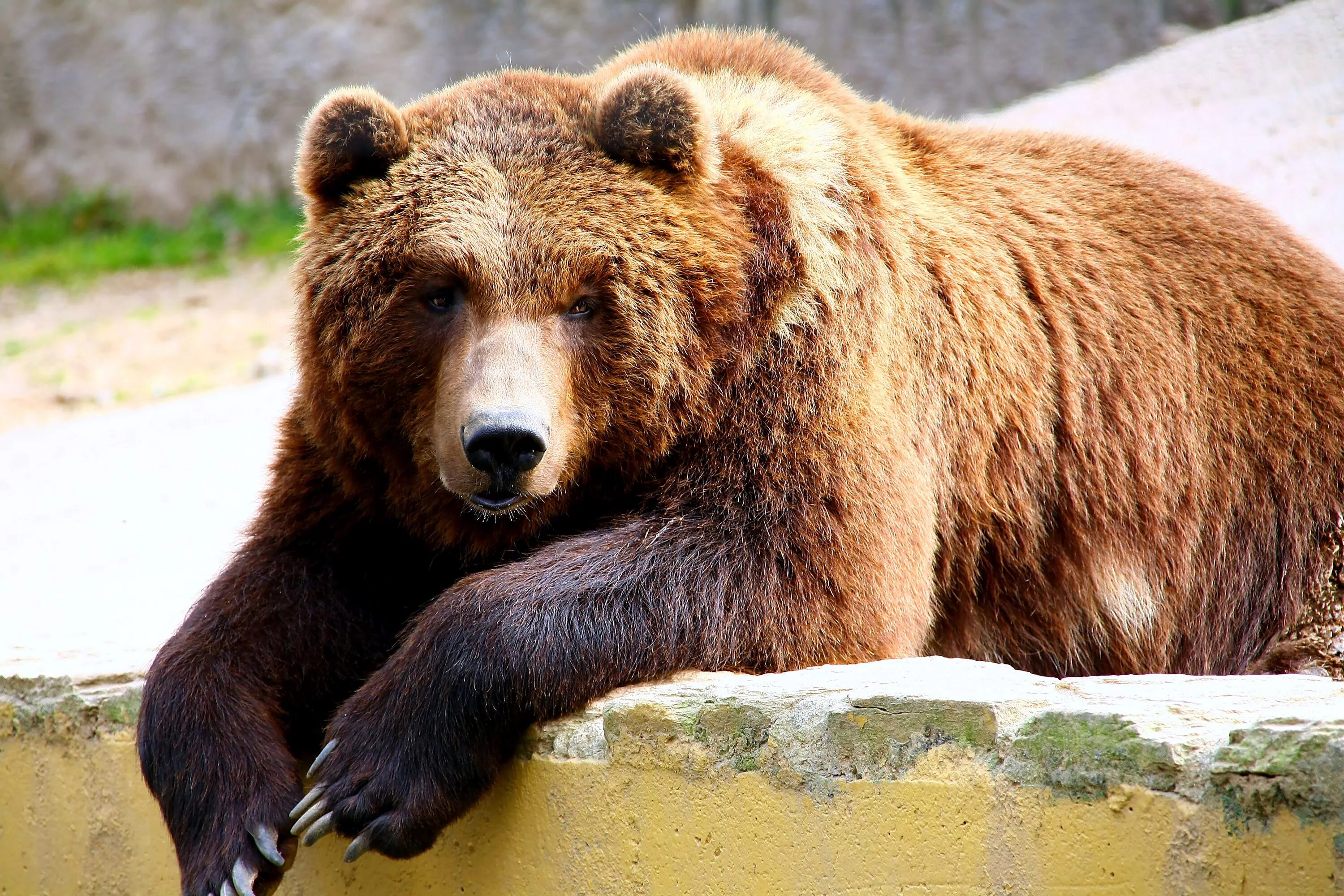 Гризли и бурый медведь. Породы медведей Гризли. Бурый медведь. Виды бурых медведей.